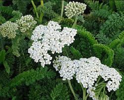 Image result for Achillea millefolium
