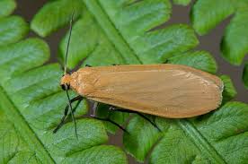 Attēlu rezultāti vaicājumam “Eilema sororcula”