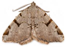 Attēlu rezultāti vaicājumam “Macaria wauaria”