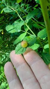 Attēlu rezultāti vaicājumam “Diplolepis bicolor”
