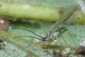 Attēlu rezultāti vaicājumam “Drepanosiphum platanoidis”