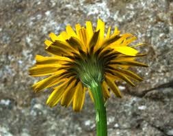 Attēlu rezultāti vaicājumam “Hypochaeris radicata”