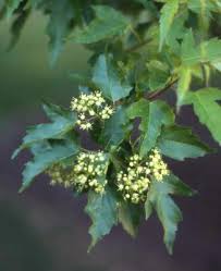 Attēlu rezultāti vaicājumam “Acer tataricum subsp. ginnala bud”