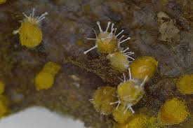 Attēlu rezultāti vaicājumam “Polycephalomyces tomentosus”