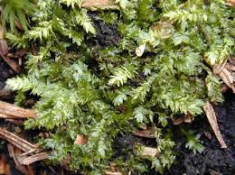 Attēlu rezultāti vaicājumam “Plagiothecium denticulatum”