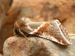 Attēlu rezultāti vaicājumam “Habrosyne pyritoides”