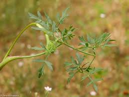 Attēlu rezultāti vaicājumam “Peucedanum oreoselinum flower”