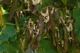 Attēlu rezultāti vaicājumam “Robinia pseudoacacia fruit”