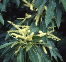 Attēlu rezultāti vaicājumam “Castanea sativa  leaf”