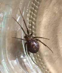 Attēlu rezultāti vaicājumam “Steatoda grossa female”