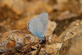 Attēlu rezultāti vaicājumam “Cupido minimus underside”