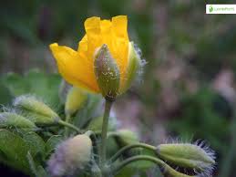 Attēlu rezultāti vaicājumam “Chelidonium majus bud”