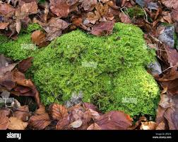 Attēlu rezultāti vaicājumam “Ctenidium molluscum”