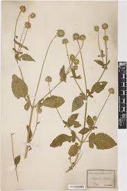 Image result for Dipsacus pilosus