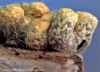 Attēlu rezultāti vaicājumam “Physarum contextum”