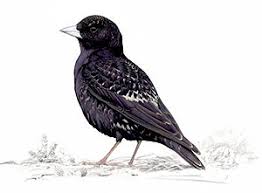 Image result for Melanocorypha yeltoniensis