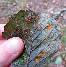 Attēlu rezultāti vaicājumam “Melampsoridium sp.”