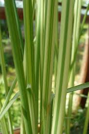 Attēlu rezultāti vaicājumam “Schoenoplectus lacustris subsp. glaucus”