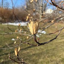 Attēlu rezultāti vaicājumam “Liriodendron tulipifera bud”