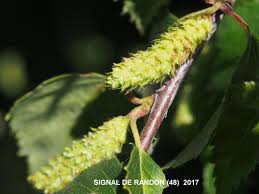Attēlu rezultāti vaicājumam “Betula pubescens flower”