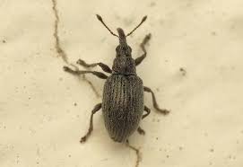 Attēlu rezultāti vaicājumam “Anacampsis blatariella”