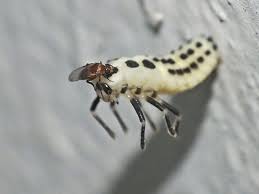 Attēlu rezultāti vaicājumam “Calvia decemguttata imago”