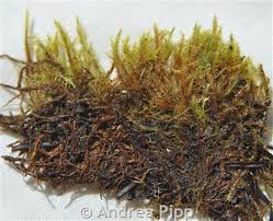 Attēlu rezultāti vaicājumam “Campylium stellatum sporophyte”