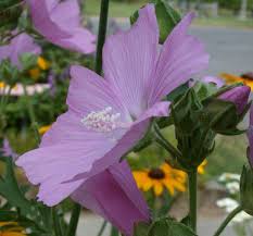 Image result for Malva alcea