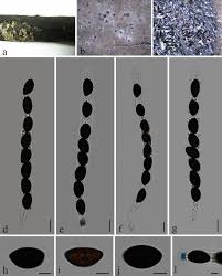 Attēlu rezultāti vaicājumam “Biscogniauxia granmoi”