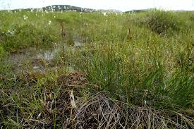 Attēlu rezultāti vaicājumam “Trichophorum cespitosum”