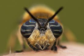 Attēlu rezultāti vaicājumam “Heptatoma pellucens”