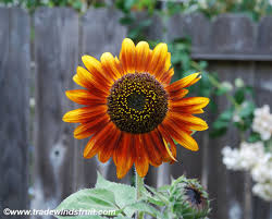 Attēlu rezultāti vaicājumam “Helianthus annuus fruit”