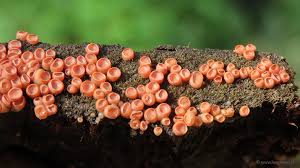 Attēlu rezultāti vaicājumam “Craterocolla cerasi”