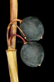 Attēlu rezultāti vaicājumam “Polygonatum odoratum fruit”