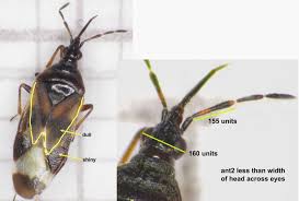 Attēlu rezultāti vaicājumam “Anthocoris nemorum”