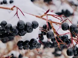 Attēlu rezultāti vaicājumam “x Sorbaronia fallax”