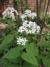 Attēlu rezultāti vaicājumam “Lunaria rediviva leaf”