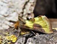 Attēlu rezultāti vaicājumam “Diachrysia tutti”