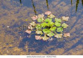 Attēlu rezultāti vaicājumam “Trapa natans”