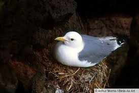 Attēlu rezultāti vaicājumam “Rissa tridactyla nest”