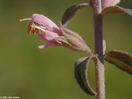 Attēlu rezultāti vaicājumam “Odontites vulgaris flower”