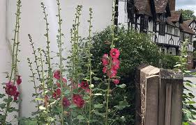 Image result for Wonersh Stoolball Club