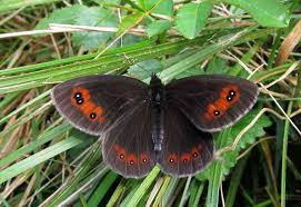 Attēlu rezultāti vaicājumam “Erebia aethiops upperside”