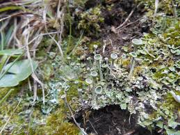 Attēlu rezultāti vaicājumam “Cladonia ochrochlora”