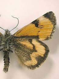 Attēlu rezultāti vaicājumam “Boudinotiana notha”