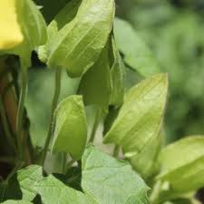 Image result for schwarzäugige Susanne