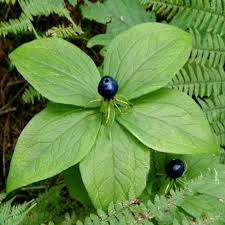 Attēlu rezultāti vaicājumam “Paris quadrifolia”