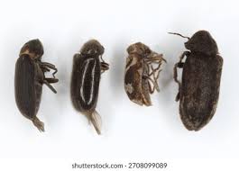 Attēlu rezultāti vaicājumam “Anobiidae”