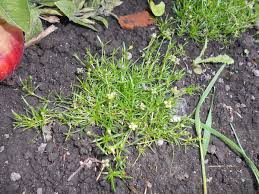Attēlu rezultāti vaicājumam “Sagina procumbens”