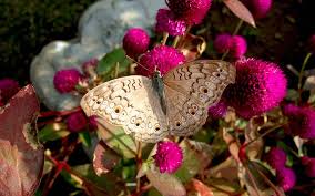 Image result for Kugelamarant